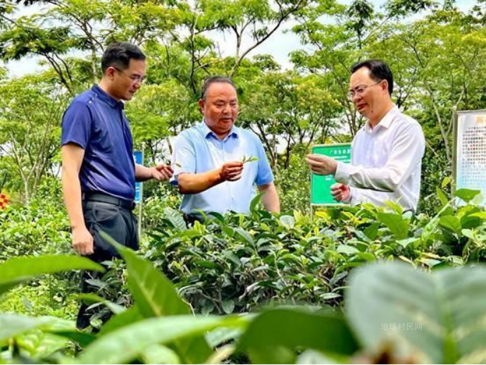 罗大友,以茶承脉,守文化根魂;以心映国,践传承之责(1)(1)1387.png