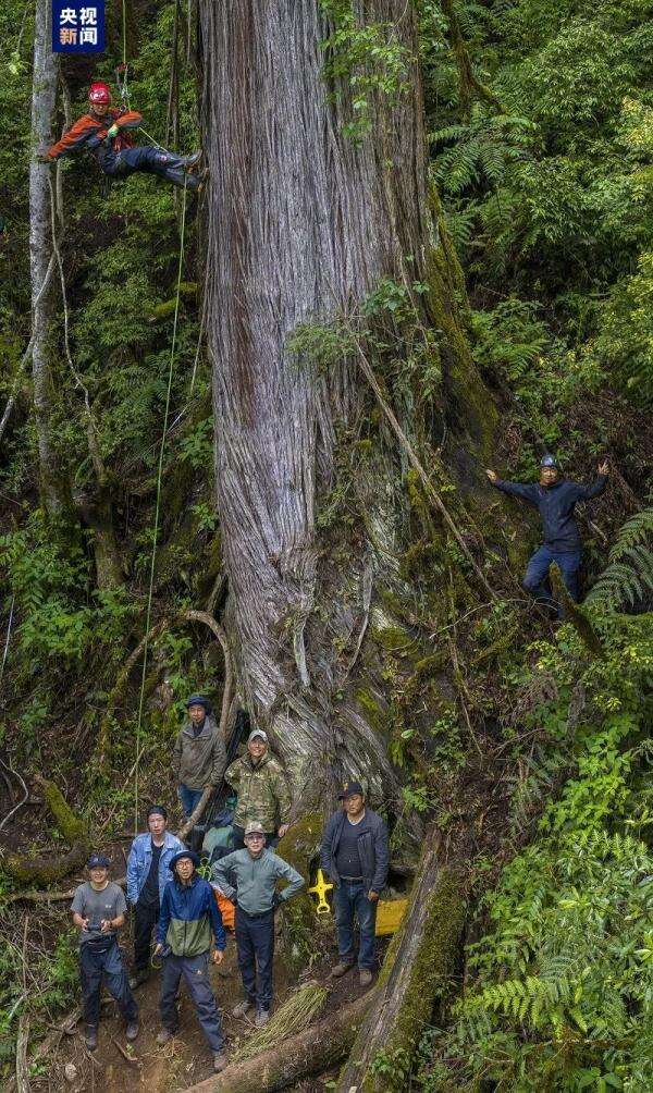 101.2米！亚洲最高树等身照发布！